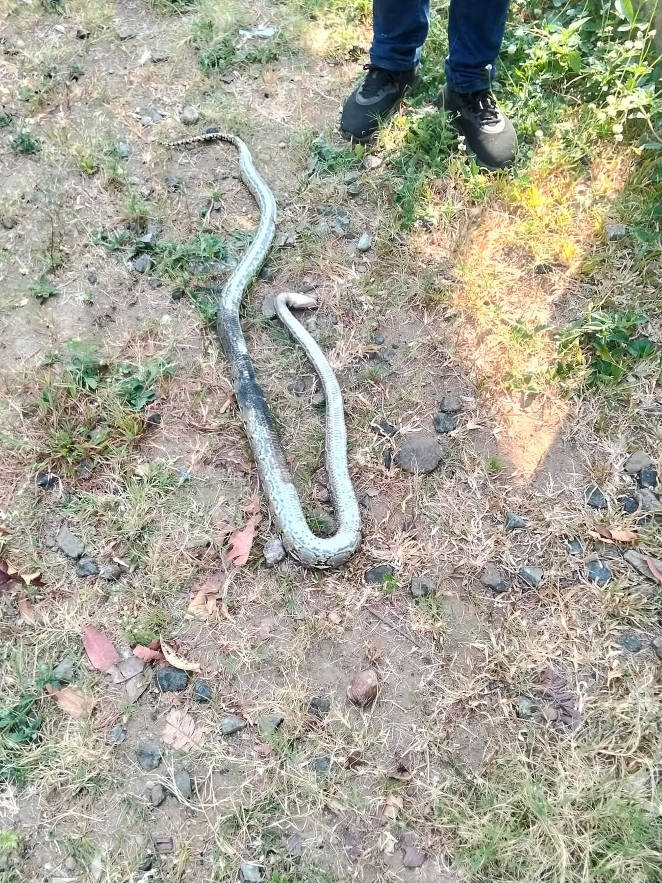 Snake triggers power disruption in Olongapo City
