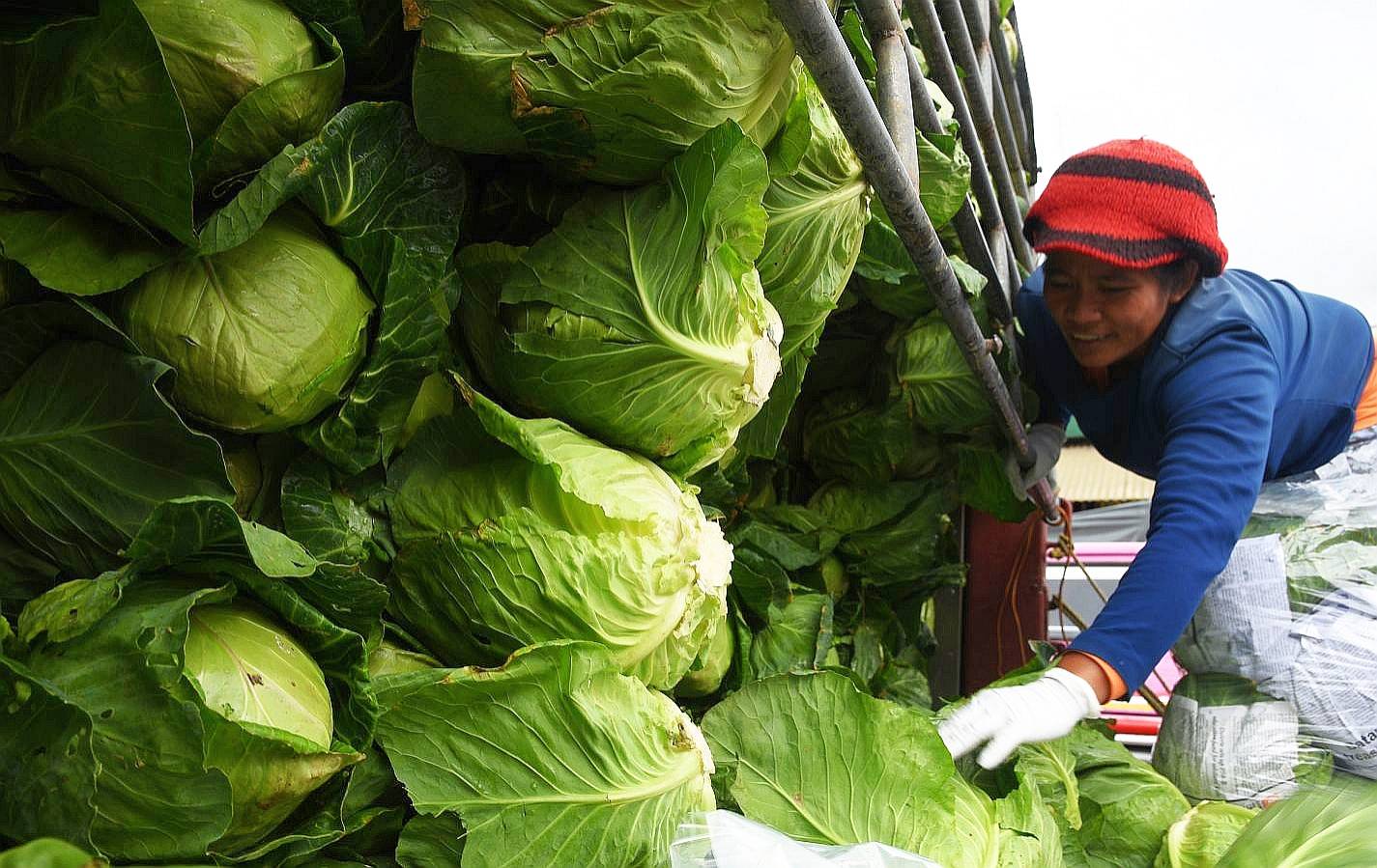 Palace refutes Imee Marcos’ cabbage importation tale, calls it ‘fake news’