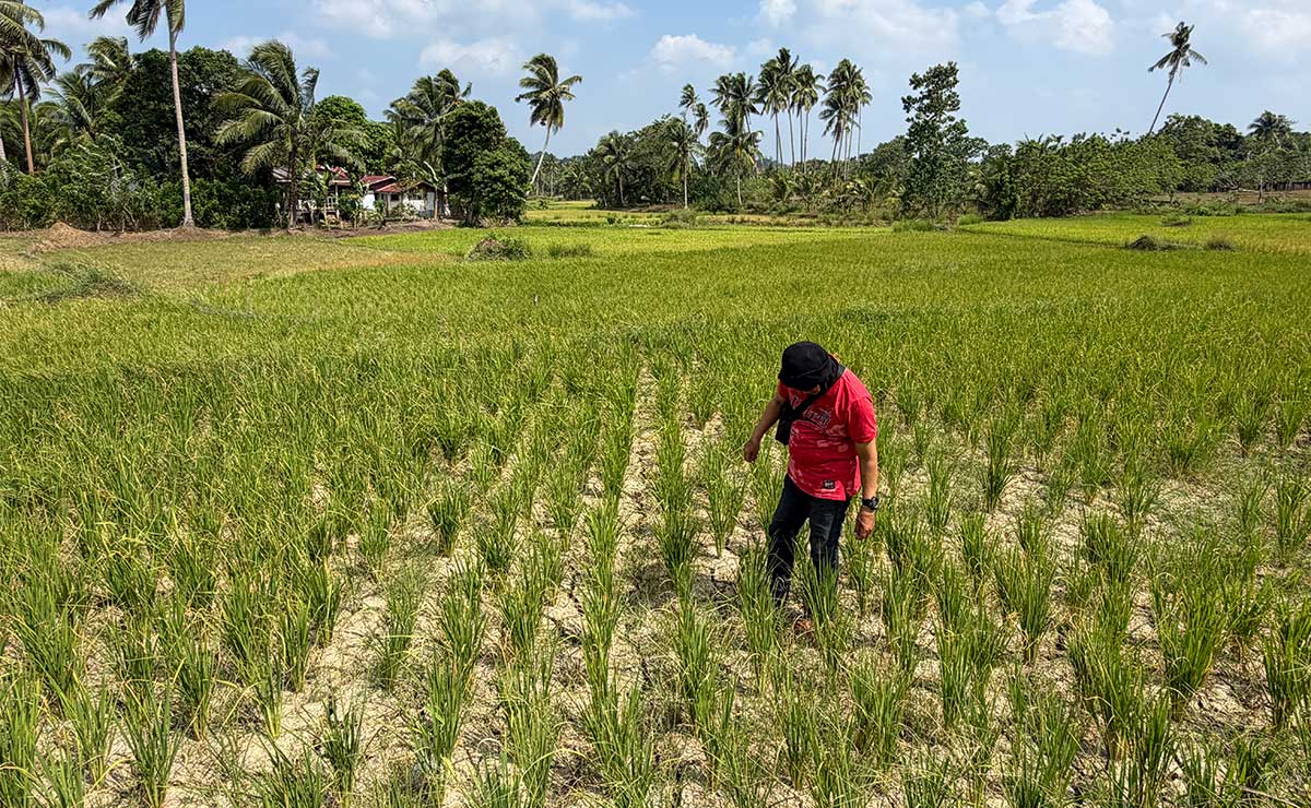 Provinces brace for drought, farm losses