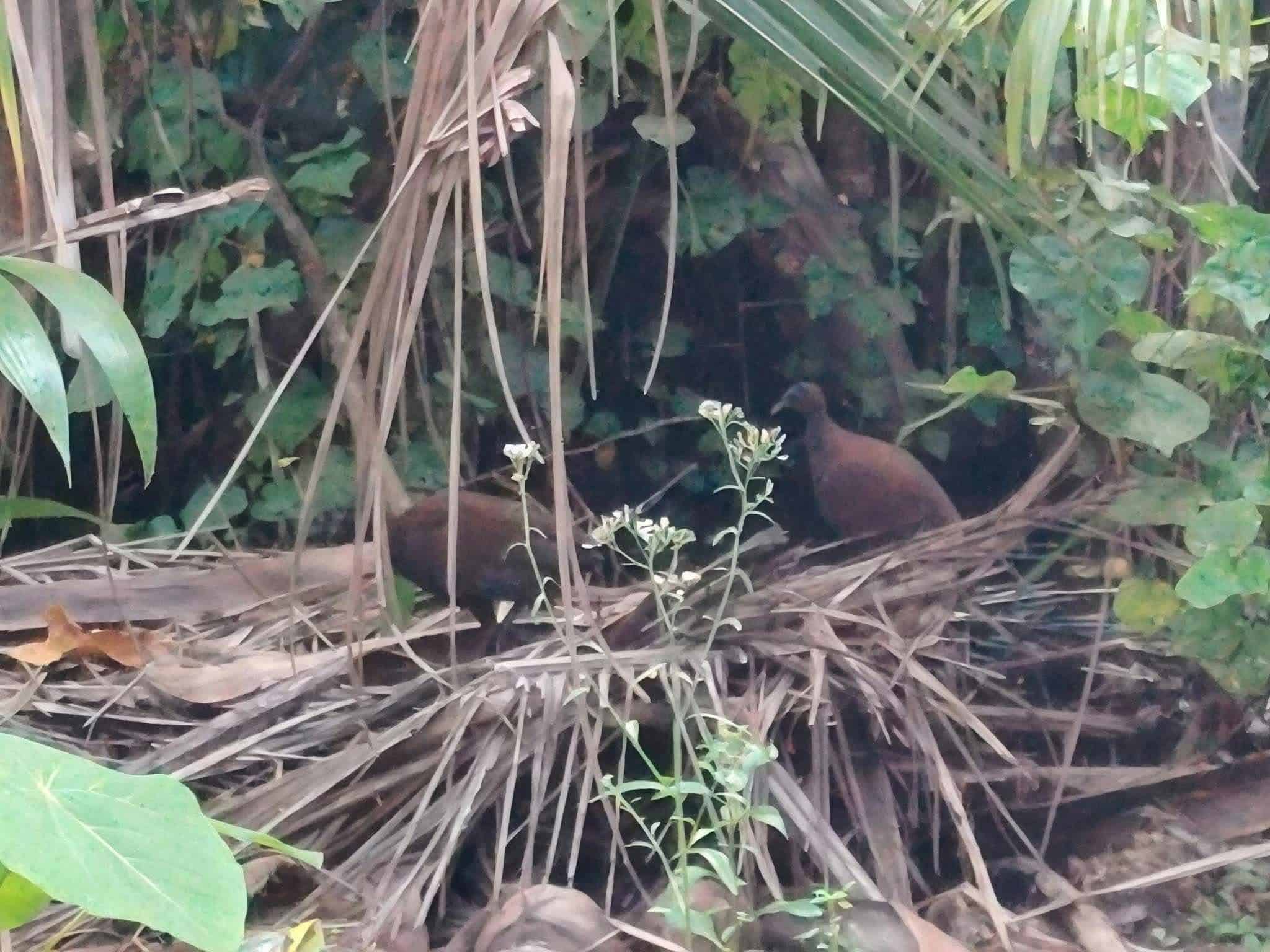 Sighting of scrubfowl offers hope for Homonhon Island after grass fires