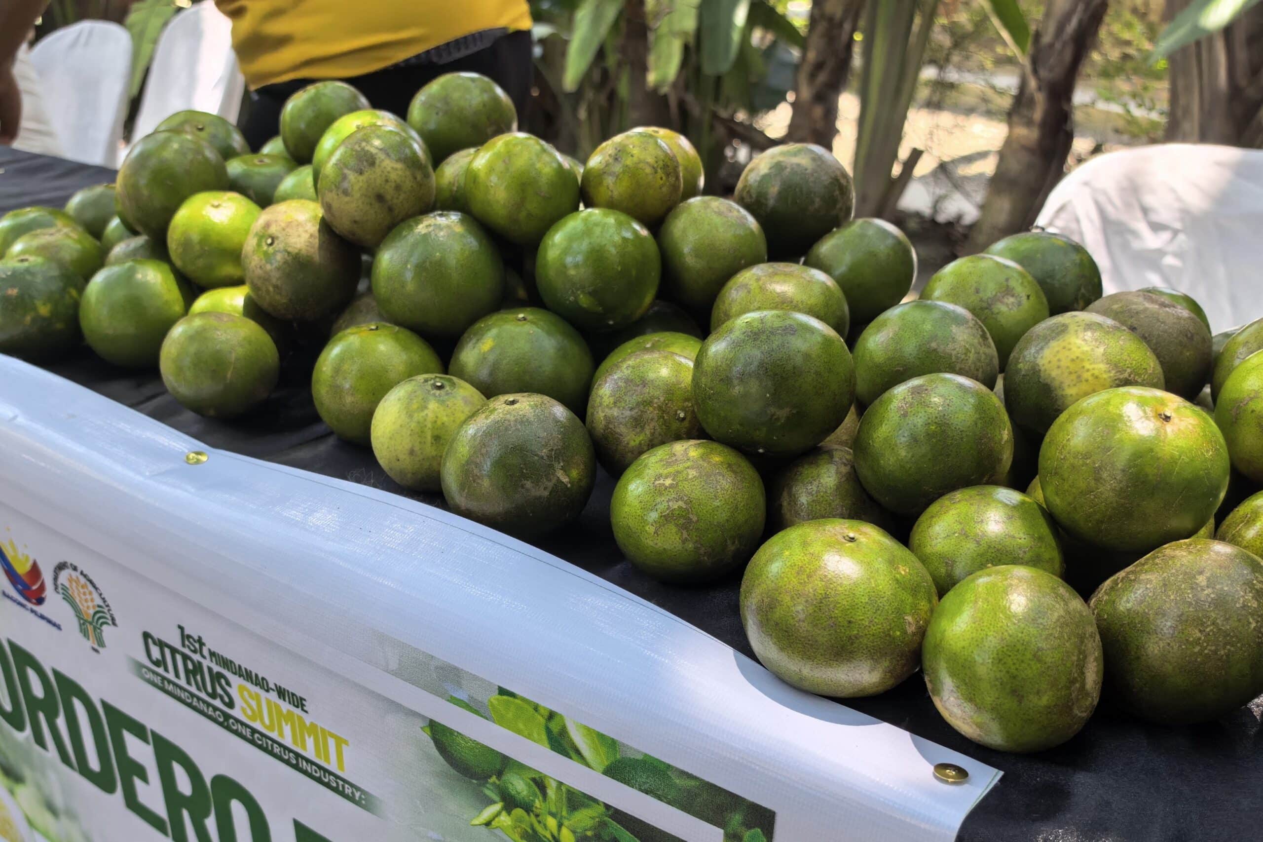 Citrus production pushed in Koronadal, South Cotabato
