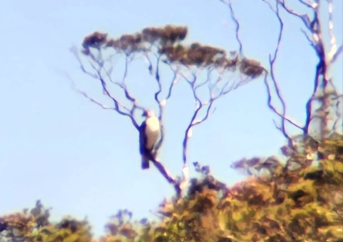 PH Eagle sighted in Isabela forests