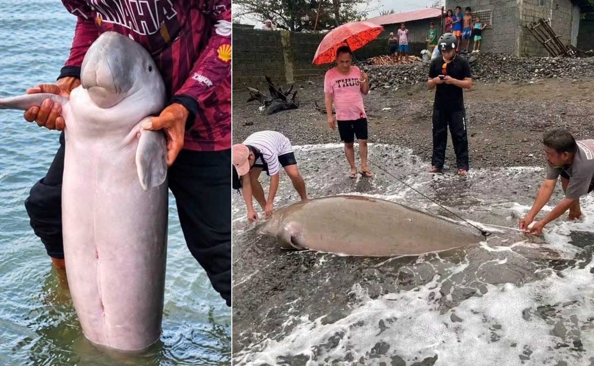Adult dugong dies as juvenile rescued in Antique
