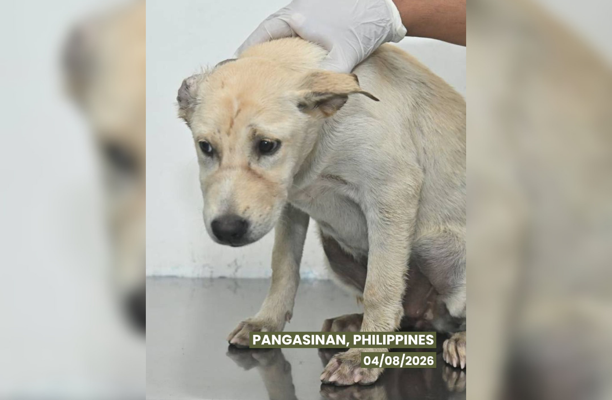 Dog ‘Tala’ spared from slaughter in Pangasinan