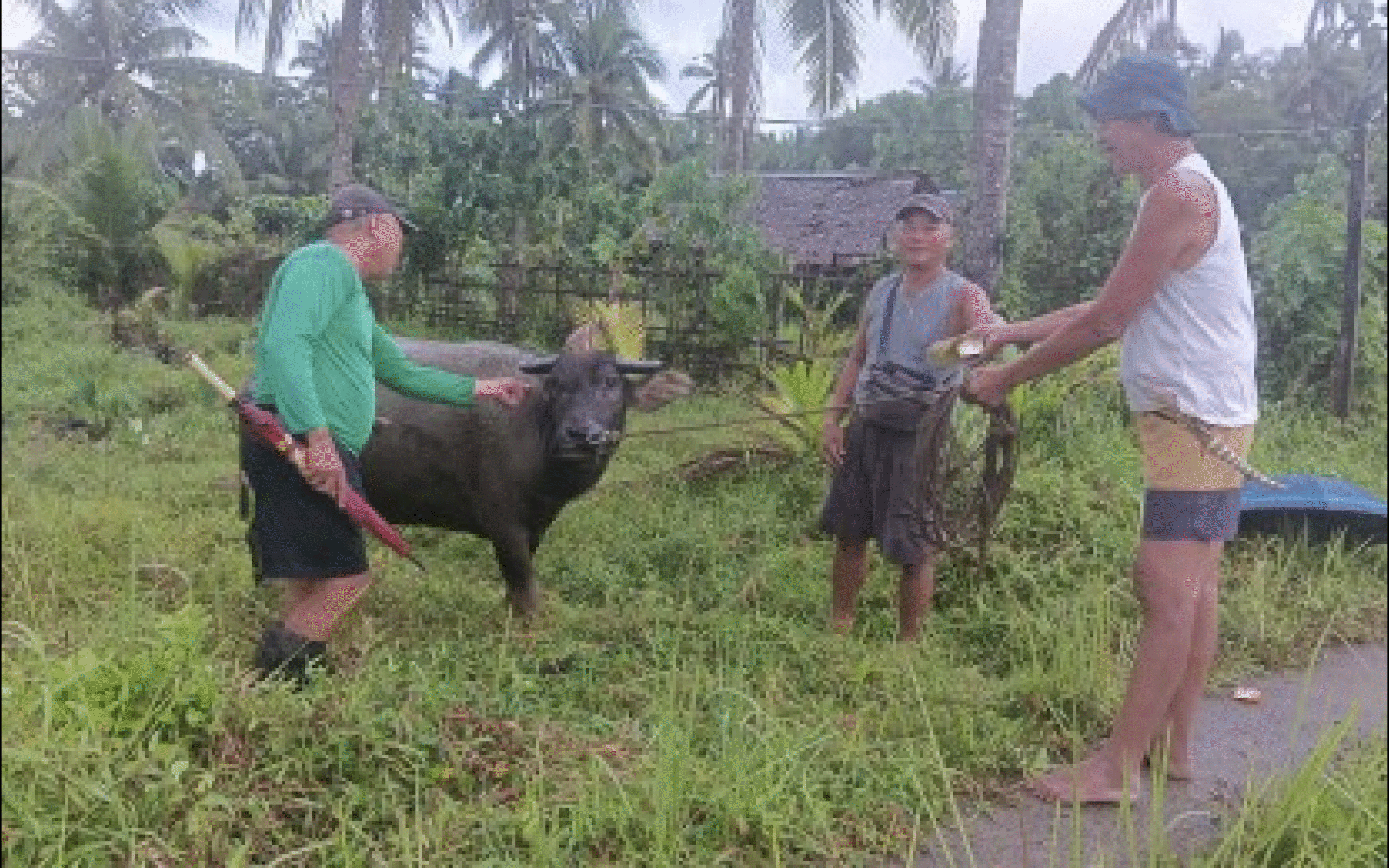 Eastern Samar town bans butchering carabaos as farm fuel costs rise