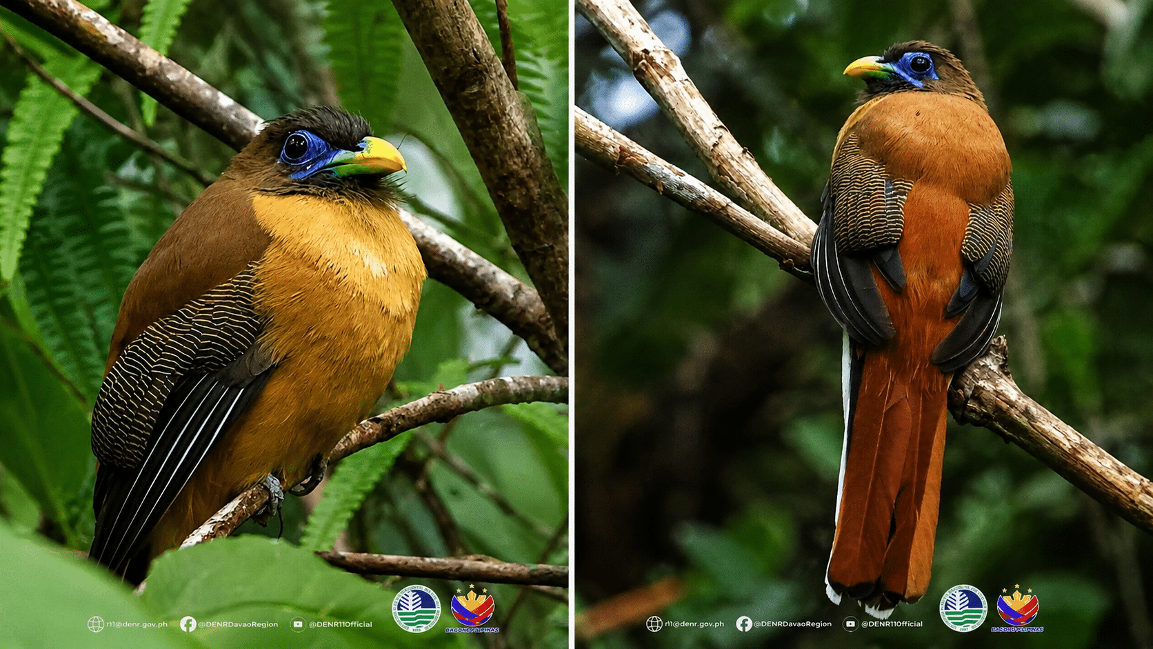 Real-life ‘Ibong Adarna’ thrives in Davao’s forests