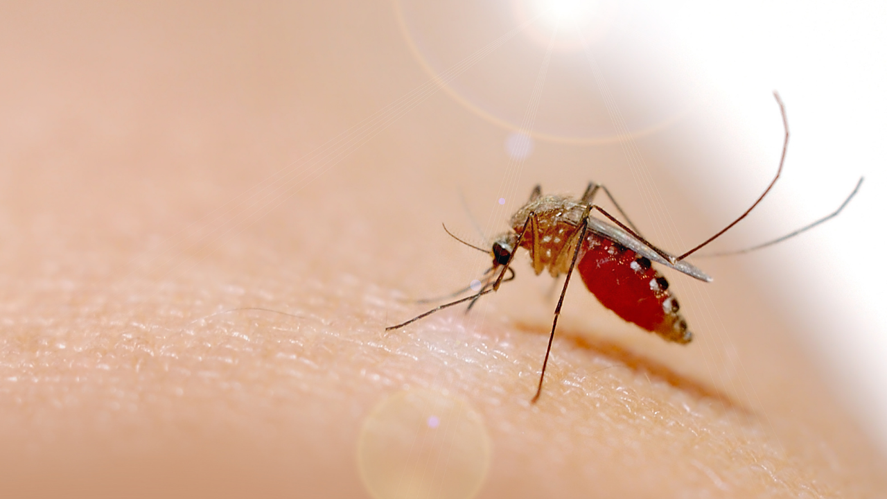 Dengue outbreak declared in Agusan del Sur