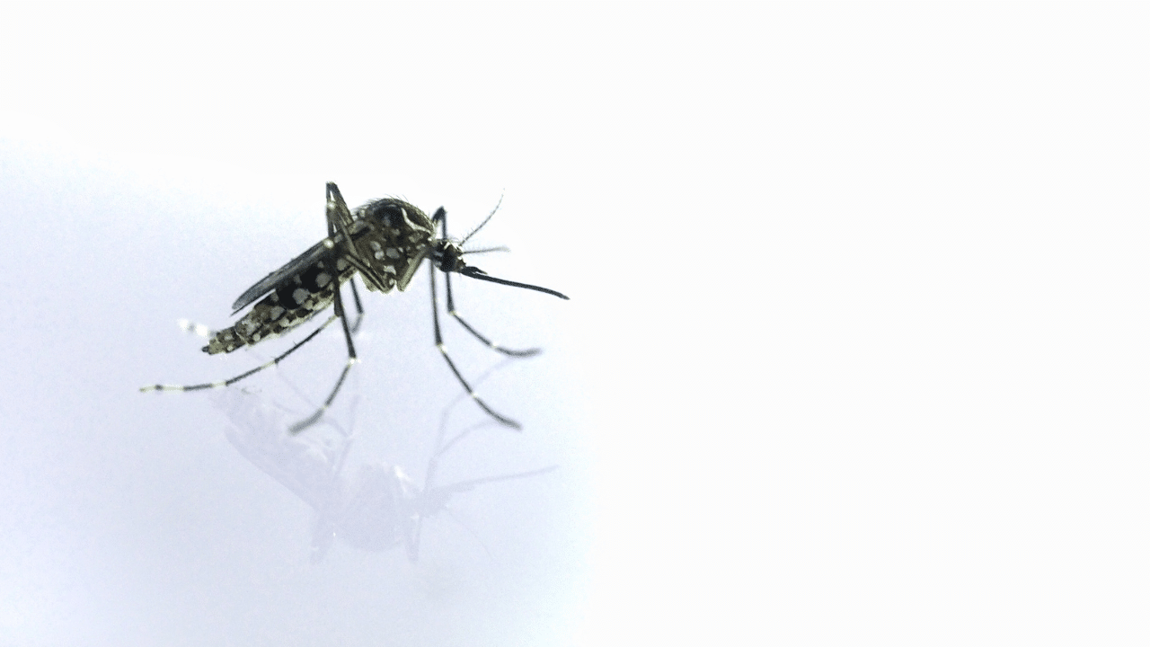 Imus City steps up anti-dengue drive amid over 250 reported cases