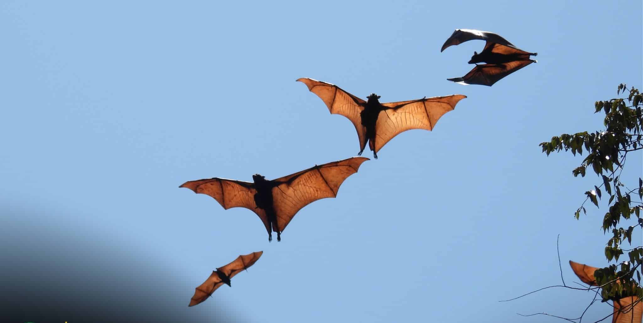 Fruit bat colonies found in Apayao biodiversity expedition