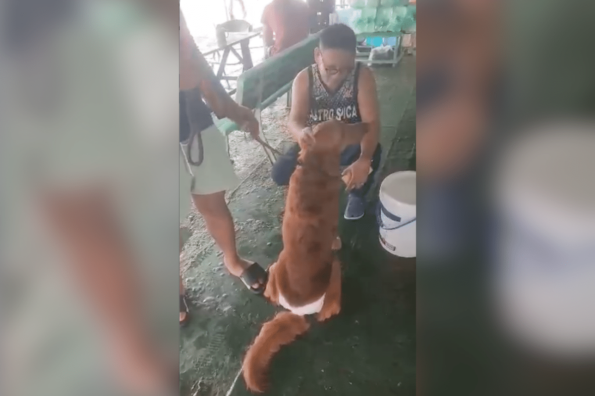 Owner appeals for rescue of dog missing in Palawan ferry fire