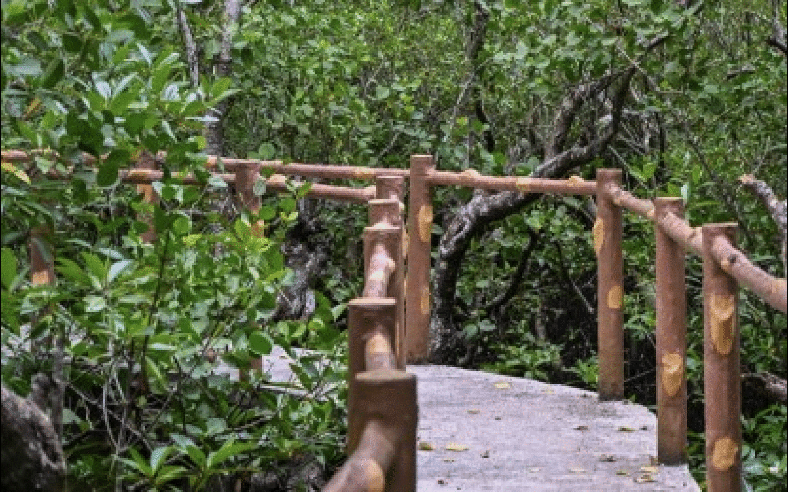 Samar gov’t eyes Mangrove Safari as eco-tourism site