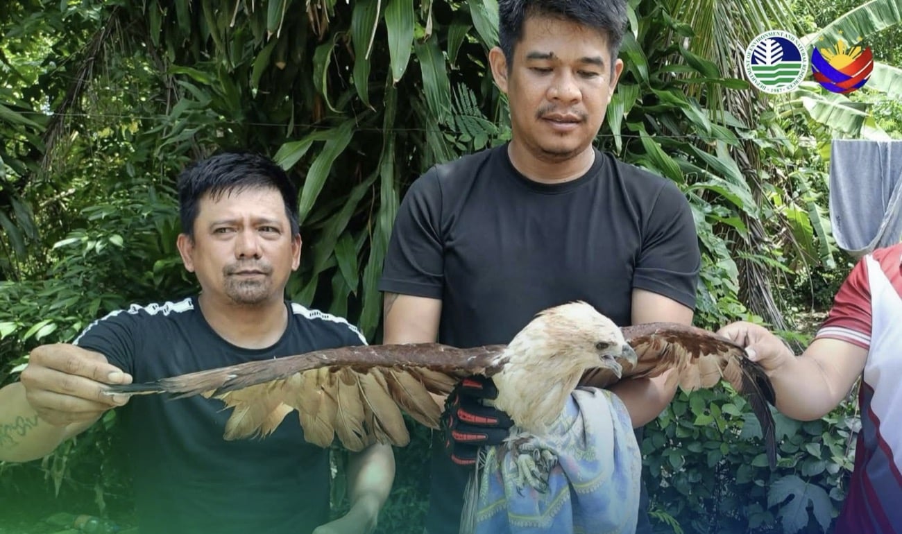 2 raptors caught in Cagayan town turned over to wildlife center