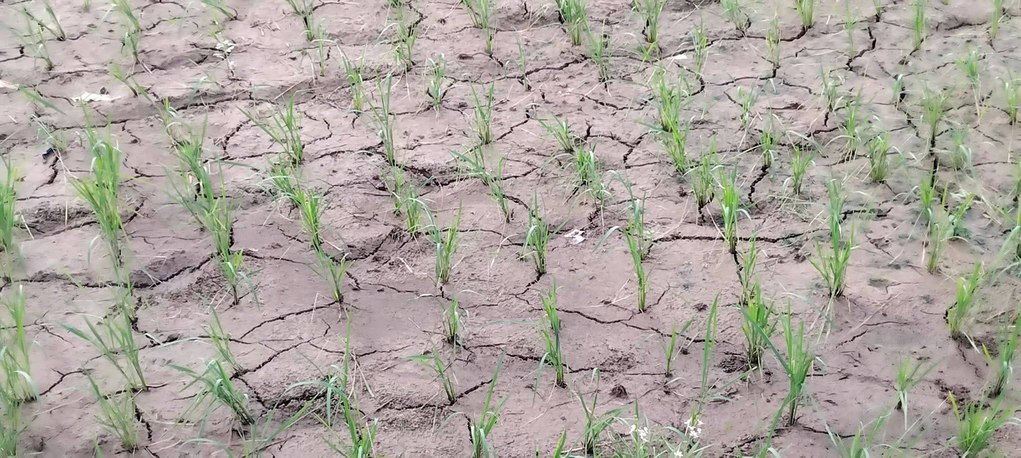 Agri losses from dry spell in Agusan del Sur hit P3.5B