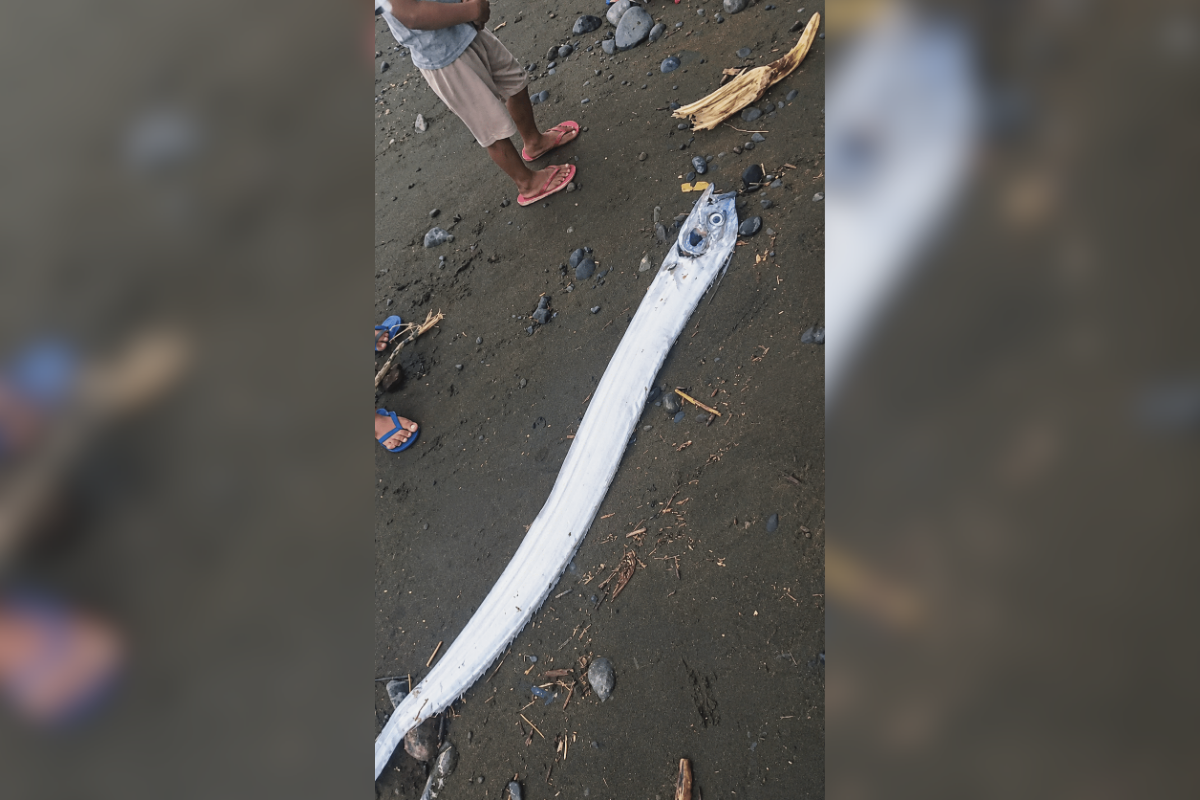 Dead oarfish in Davao Occidental coast sparks earthquake fears