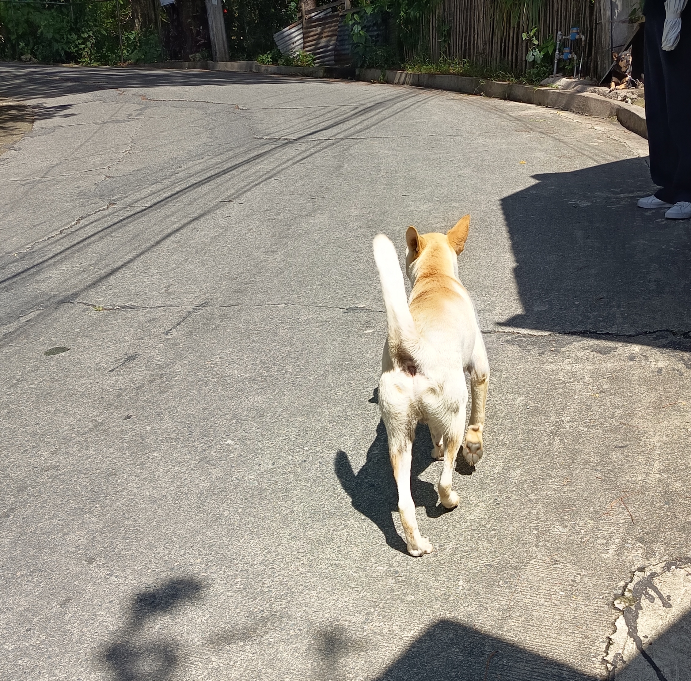 Man arrested for allegedly butchering 3 dogs in Baguio