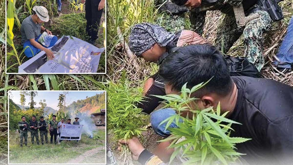 11,000 marijuana plants destroyed in Agusan del Sur raid