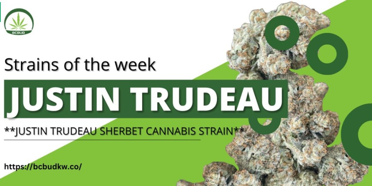 Justin Trudeau Sherbet Cannabis Strain: A Deep Dive